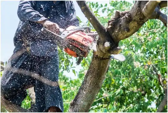 tree services Oakton